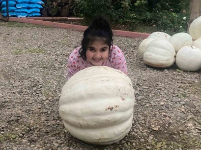 Hobi Olarak Evinin Bahçesine Kabak Ekti, 500 Kilo Hasat Yapti