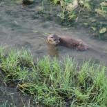 Kastamonu'da Su Samuru Görüntülendi