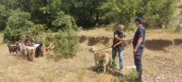 Kaybettigi  Küçükbas Hayvanlarini Jandarma Buldu