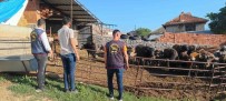 Afyonkarahisar'da Çalinan Büyükbas Hayvanlar Isparta'da Bulundu Haberi