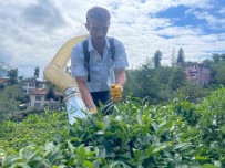 Çay Toplamayi Kolaylastiran Rizeli Simdi De Kesilen Çaylari Tasima Sorununu Çözdü