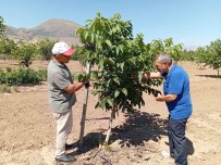 Erzincan'da Ceviz Yetistiriciligi Artiyor Haberi