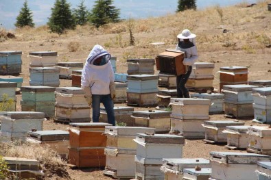 Erzincanli Aricilarin 'Tatli' Hasat Telasi Basladi