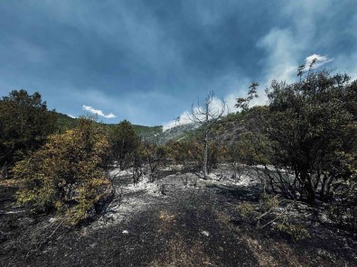 Tokat'ta Orman Yangini Büyümeden Söndürüldü