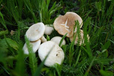 Yaylada Mantar Yiyen 5 Kisi Zehirlendi