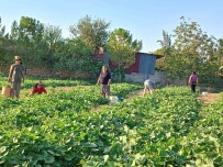 Basmakçi'nin Kornison Salataligi Avrupa Sofralarini Süslüyor Haberi