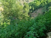 Bingöl'de 18 Bin Kök Kenevir Bitkisi Ele Geçirildi Haberi