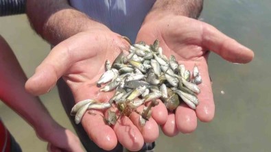 Çekerek Baraji'na 800 Bin Yavru Sazan Birakildi