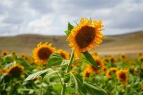 Erzincan'da Ayçiçegi Tarlalari Sarinin Her Tonuyla Günesi Kiskandiriyor Haberi