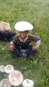 Kars'ta Dev Mantarlar Ilgi Odagi Oldu