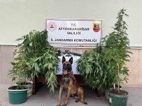 Kova Içerisinde Kenevir Yetistiren 2 Sahsa Jandarmadan Operasyon Haberi