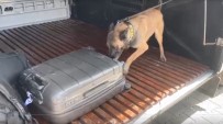 Narkotik Köpegi Gill Ilk Görevinde Uyusturucuya Geçit Vermedi