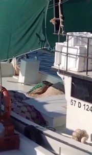 Sinop'ta Nesli Tükenmekte Olan Su Samuru Görüntülendi