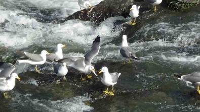 Van'da Inci Kefalinin Göçü Uzayinca Marti Ölümleri Yasanmadi