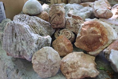 Diyarbakir'da Okul Müdüründen Açik Hava Müzesi Açiklamasi 350 Milyon Yillik Denizyildizi Fosillerini Sergiliyor