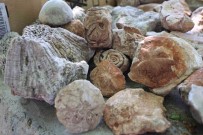 Diyarbakir'da Okul Müdüründen Açik Hava Müzesi Açiklamasi 350 Milyon Yillik Denizyildizi Fosillerini Sergiliyor