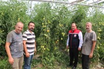 Erzincan, Domates Ve Salatalikta Bölgeyi Besliyor Haberi