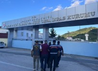 Ordu'da Yasadisi Kenevir Ekimi Yapan 2 Kisi Tutuklandi Haberi