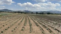 Sinanpasa'da Brokoli Üretimi Artiyor Haberi
