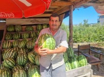 Sinoplu Karpuz Üreticisinin Yüzü Gülüyor Haberi