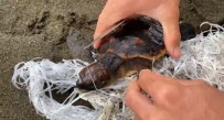 Cankurtaranlar Çuvala Dolanan Caretta Carettayi Kurtardi Haberi