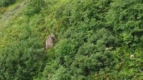 Rize'de Yaylada Kosturan Boz Ayi Dron Ile Görüntülendi Haberi