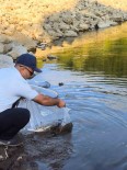 Yalova'da Göletlere 100 Bin Yavru Sazan Baligi Birakildi Haberi