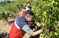 Emet'te Üreticiler Antep Fistigi Ve Üzüm Hastalik Ve Zararlilari Konusunda Bilgilendirildi Haberi
