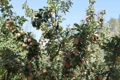 Erzincan Ovasi Bu Yil Yüksek Rekolte Ile Çiftçinin Yüzünü Güldürüyor