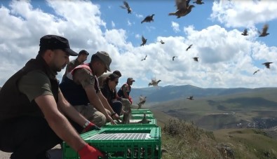 Karaçay Kanyonuna 200 Kinali Keklik Salindi