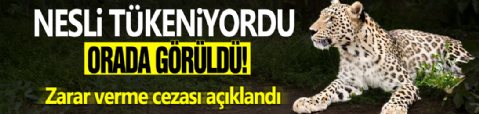 Nesli tükeniyordu Çorum’da görüldü! Zarar verme cezası 30 milyon...