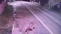 Bir şehir onun için alarma geçti! Yetkililerden uyarı üstüne uyarı: Eğer görürseniz… Haberi
