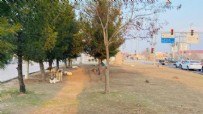 Diyarbakır'da başıboş köpek sorunu! Küçük çocuk yaralandı