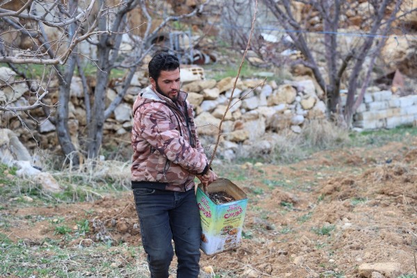 Suriye'de Esad rejiminin devrilmesi sonrası tarıma yeniden başlandı