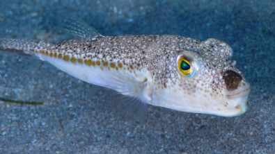 Bakanlık açıkladı! İstilacı balon balığı avlayan balıkçılara...