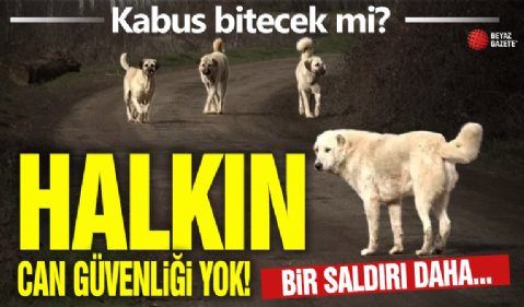 Ankara’da başıboş köpek terörü: Kaldırımda yürüyen vatandaşa köpek sürüsü saldırdı!