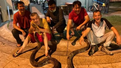 Yılan ihbar hattı kuruldu! Dev pitonlar sardı