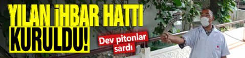Yılan ihbar hattı kuruldu! Dev pitonlar sardı