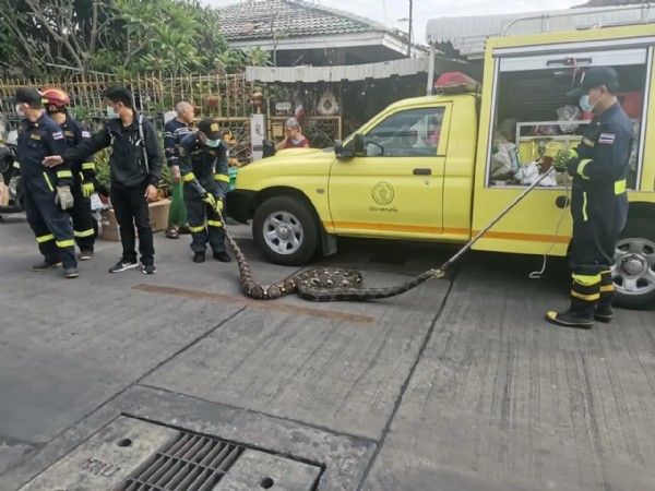 Yılan ihbar hattı kuruldu! Dev pitonlar sardı