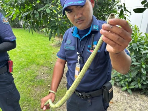 Yılan ihbar hattı kuruldu! Dev pitonlar sardı