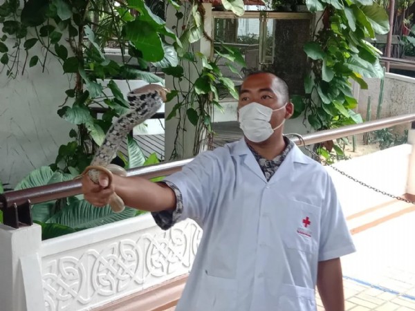 Yılan ihbar hattı kuruldu! Dev pitonlar sardı