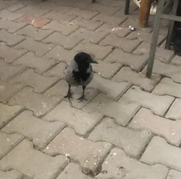 Kahvehane Müdavimi Karga!
