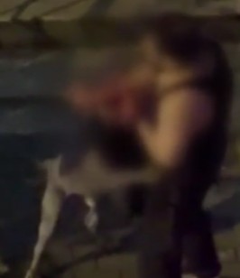 Pitbull Dehşeti! Sahibine Saldırdı...