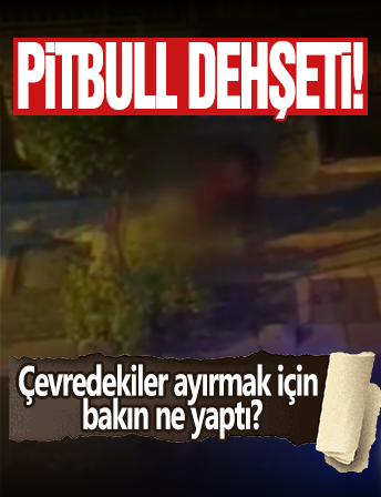 Pitbull Dehşeti! Sahibine Saldırdı...