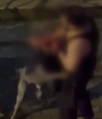 PİTBULL - Pitbull Dehşeti! Sahibine Saldırdı...