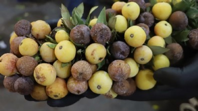 İki yılda bir yetişiyor, çürüyünce yeniliyor! Kilosu 300 TL