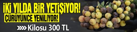 İki yılda bir yetişiyor, çürüyünce yeniliyor! Kilosu 300 TL
