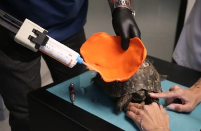 Kaplumbağaya Protez Kabuk!