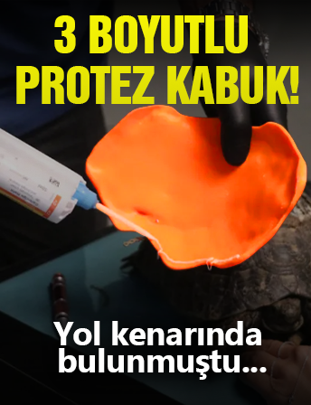 Kaplumbağaya Protez Kabuk!