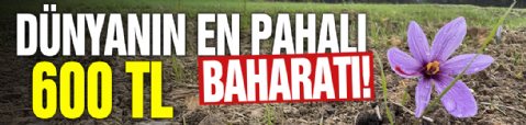 Dünyanın en pahalı baharatı! Kilogramı 600 TL